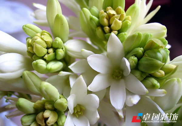 å¤å­£é˜²èšŠæ¤ç‰©